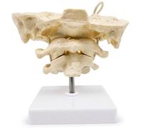 Modèle de colonne vertébrale, modèle d'anatomie des os occiput avec articulations mobiles, squelette de l'atlas occipital en PVC pour affichage éducatif, colonne vertébrale blanche