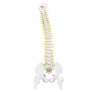 Modèle de Colonne Vertébrale, Modèle de Colonne Vertébrale avec Support, Modèle de Colonne VertéBrale Humaine Flexible Amovible de 45 Cm pour l'enseignement de L'étude de L'anatomie du Squelette