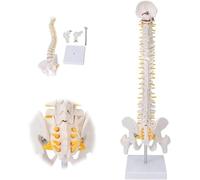 Modèle de colonne vertébrale squelettique humaine avec bassin et fémur détachables for l'anatomie squelettique