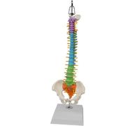 Modèle de colonne vertébrale ultra flexible, squelette anatomique humain, modèle avec bassin et fémur, taille réelle 45 cm(B)