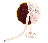 Modèle de cordon ombilical en placenta humain - Modèle d'embryon tricoté à la main pour nouveau-né - pour l'enseignement de la gynécologie (grande taille)