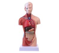 Modèle De Corps De Torse Humain, Anatomie Des Organes Internes Médicaux Pour L'enseignement