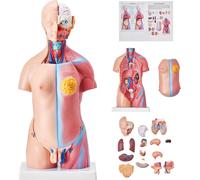 Modèle de corps humain, 23 pièces 455 mm, Torse humain Modèle anatomique unisexe Modèle de squelette anatomique avec organes amovibles, Outil pédagogique pour étudiants, Démonstration pédagogique