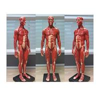 Modèle de Corps Humain 30 cm Anatomie Superficielle Masculine du modèle de système Musculaire squelettique Modèle de vis