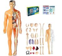 Modèle De Corps Humain 3D for Enfants, Jouet Anatomique Transparent avec Organes Amovibles, Kit Scientifique Éducatif STEM for L'apprentissage en Classe Et À La Maison(Style2)