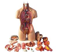 Modèle de Corps Humain 4D Modèle d'anatomie d'organe Humain Enseignement Éducation École Modèle d'organe Humain avec modèle d'os de Cerveau de cœur 22 Pouces