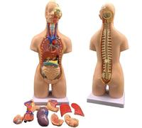 Modèle de corps humain anatomie organe torse modèle d'assemblage 4D, d'anatomie du détachable, adapté à l'intérieur l'école d'éducation squelette 55 cm
