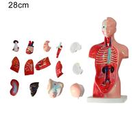 Modèle De Corps Humain Anatomique,Livre De Structure Du Corps Humain,Organe Interne D'anatomie,Moule Médical Fuchsia,Image 3d - Type 28cm