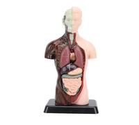 Modèle de Corps Humain de 10 Pouces NSXAYIWE, 8 PCS Modèle Anatomie de Torse Humain Amovible avec Un modèle de Squelette de Cerveau du crâne de tête Cardiaque pour Les Outils