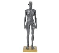 Modèle de Corps Humain de 12 Pouces, modèle d'anatomie en résine Art Figure Anatomique, Skull Head Body Muscle Bone Modèle avec Base, Gris