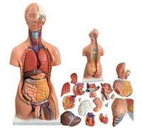 Modèle de corps humain de 85 cm, modèle d'anatomie du torse en 23 parties, dos ouvert, dos ouvert expose les couches musculaires, branches nerveuses outil pédagogique
