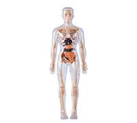 Modèle de corps humain - Figurine anatomique du squelette dans l'obscurité | Modèle de structure du corps humain - Pour de 8 ans et plus, Halloween, biologie, physiologie,