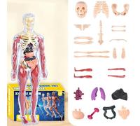 Modèle de corps humain - Jouet de corps humain de l'éducation, modèle souple d'anatomie, kit d'anatomie pour l'apprentissage interactif pour l'école à la maison maternelle salon chambre à coucher