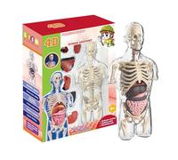 Modèle De Corps Humain - Kit D'assemblage De Torse, Anatomie Transparente, Outils D'étude De Physiologie Éducative Montrant La Structure De La Tige des Nerfs Cérébraux, Kits Scientifiques pour
