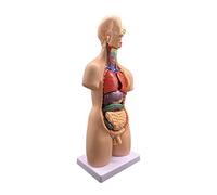 Modèle de Corps Humain, modèle d'anatomie du Corps 4D, modèle d'anatomie du Torse Humain avec modèle de Squelette du CER