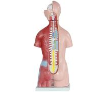 Modèle de Corps Humain, modèle d'anatomie du Corps 4D, modèle d'anatomie du Torse Humain avec modèle de Squelette du CER