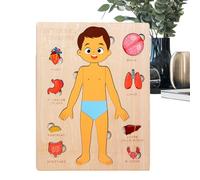 Modèle de corps humain - Modèle d'anatomie | Modèles de corps éducatifs en bois, jouets de développement pour , hôpitaux, filles, éducation, adolescents, jeunes, étudiants