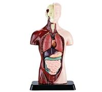 Modèle de corps humain Nevalerra - Modèle d'apprentissage anatomique, représentation détaillée, visualisation éducative avec organes amovibles pour tudes