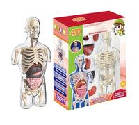 Modèle de Corps Humain - Outils d'étude de physiologie, Jouet éducatif d'anatomie | Modèle d'anatomie avec Tige Transparente, kit d'assemblage du Demi-Torse Humain pour Plus âgés D