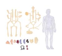 Modèle de corps humain outils d'étude interactifs de physiologie d'anatomie avec squelette brillant dans le noir organes et os réalistes pour enfants étudiants en médecine