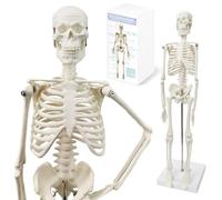 Modèle de corps humain pour anatomie, modèle squelettique humain, corps entier de 48 cm de haut avec bras mobiles, structures osseuses des jambes, nervures entières de la colonne vertébrale du modèle