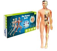 Modèle de corps humain pour enfants 11, 2 pouces Modèle d'anatomie humaine semi-transparent amovible Organe réaliste et squelette Science Jouets éducatifs Cadeaux pour les enfants âgés de 7 à 14 ans