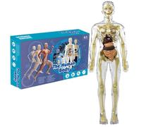 Modèle de corps humain pour enfants 11, 2 pouces Modèle d'anatomie humaine transparent amovible Organe réaliste et squelette Science Jouets éducatifs Cadeaux pour les enfants âgés de 7 à 14 ans Anat