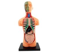 Modèle de corps humain pour enfants 5,5 pouces Modèle d'anatomie 3D amovible Modèle d'anatomie éducatif en plastique Jane Doll pour étudiant Modèle de corps humain pour enfants Anatomie Jane Doll Anat