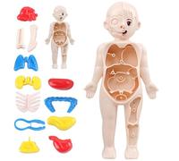 Modèle de Corps Humain pour Enfants 7x4 modèle d'anatomie Organes détachables Corps Humain ABS sans bavures Jouets scientifiques Anatomie éducative pour Les Enfants de Plus 3 Ans