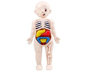 Modèle de Corps Humain pour Enfants 7x4 modèle d'anatomie Organes détachables Corps Humain ABS sans bavures Jouets scientifiques Anatomie éducative pour Les Enfants de Plus 3 Ans
