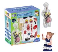 Modèle de Corps Humain pour Enfants, 8, 5 Pouces, Amovible, Anatomie de Femme Enceinte, Jouet d'apprentissage précoce en Plastique, éducation, Anatomie Humaine