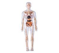 Modèle de corps humain pour enfants, modèle d'anatomie 3D visualisé détachable, jouets scientifiques d'éveil, cultive la curiosité, compétences pratiques, anatomie humaine entièrement transparen