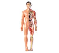 Modèle de corps humain pour enfants, modèle d'anatomie 3D visualisé détachable, jouets scientifiques d'éveil, cultive la curiosité, compétences pratiques, semi-transparent |.Corps humain pour les enf