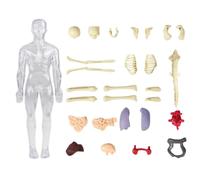 Modèle de Corps Humain pour - Modèle Scientifique d'Anatomie du Corps Humain,Figurine Interactive de Squelette pour Apprentissage Scolaire à Domicile