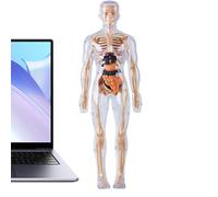 Modèle De Corps Humain pour - Organes Fluorescents Biologie | Jouets d'Anatomie pour,pour Expériences d'apprentissage Scientifique Garçons Filles à Partir de 8