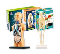 ModèLe De Corps Humain Squelette, Assemblage Simple, Kit D'outils D'apprentissage, ModèLe D'anatomie, Tige D'affichage, Cadeau éDucatif, Fournitures D'enseignement
