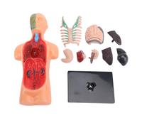 Modèle de corps humain Structure du squelette outils éducatifs d'étude d'anatomie et de physiologie pour les étudiants apprenant