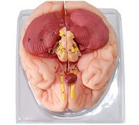 Modèle de Corps modèle d'anatomie du Cerveau Humain 9 Parties 98 numéros d'identification modèle d'enseignement médical
