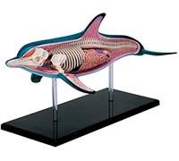 Modèle De Corps Modèles Éducatifs Anatomie du Dauphin Organes Détachables Parties du Corps Biologie Anatomique Animale Enseignement 2.6 9.5 128Cm, Décor De Statue De Modèles