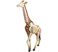 Modèle de Corps Poupées éducatives Modèle Anatomique de Girafe Modèle d'anatomie Animale Scientifique Amovible 27 Organes Parties du Corps Modèle d'enseignement Animal pour l'étude Décor de