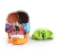 Modèle de couleur d'anatomie de crâne d'anatomie humaine, 15 modèles réalistes et précis Flexibilité et modèle portable, 12 * 12 * 11 cm