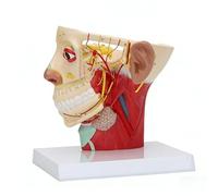 Modèle de coupe sagittale de la tête et du cou avec repères numériques