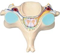 Modèle de coupe transversale de la moelle épinière humaine - Vertèbre anatomique à des fins pédagogiques et de formation médicale