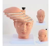 Modèle De Coupe Transversale Du Cerveau Humain, CT, IRM, Moule Cérébral, Enseignement De L'imagerie, Modèle De Tête Humaine Démontable En 12 Parties, Avec Identification Numérique, Pour L'enseignement