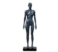 Modèle de crâne, Anatomie des Muscles Humains - Corps de crâne en résine de 11,8 Pouces - Muscles et Structure corporelle Visibles, Gris C, 30 cm