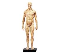 Modèle de crâne, Anatomie des Muscles Humains - Corps de crâne en résine de 11,8 Pouces - Muscles et Structure corporelle Visibles, Jaune A, 30 cm