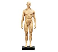 Modèle de crâne, Anatomie des Muscles Humains - Corps de crâne en résine de 11,8 Pouces - Muscles et Structure corporelle Visibles, Jaune B, 30 cm