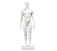 Modèle de crâne, Anatomie des Muscles Humains - Corps de crâne en résine de 11,8 Pouces - Muscles et Structure corporelle Visibles, Blanc B, 30 cm