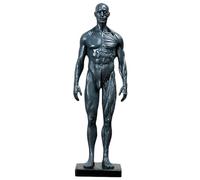Modèle de crâne, Anatomie des Muscles Humains - Corps de crâne en résine de 11,8 Pouces - Muscles et Structure corporelle Visibles, Gris B, 30 cm