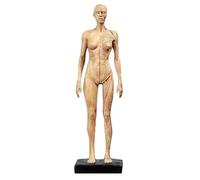 Modèle de crâne, Anatomie des Muscles Humains - Corps de crâne en résine de 11,8 Pouces - Muscles et Structure corporelle Visibles, Jaune C, 30 cm